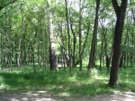 Immagine 198.jpg