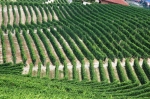 barbaresco_tourlanghe_14.7_0050.jpg