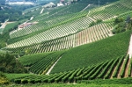 barbaresco_tourlanghe_14.7_0051.jpg