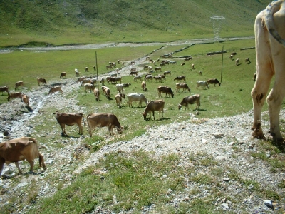 Clicca per vedere l'immagine alla massima grandezza