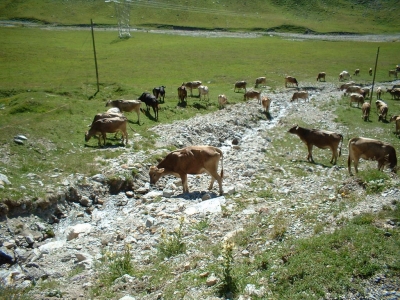 Clicca per vedere l'immagine alla massima grandezza