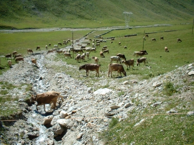 Clicca per vedere l'immagine alla massima grandezza