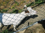 ventasso_gara_06_0077.jpg
