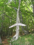ventasso_gara_06_0146.jpg