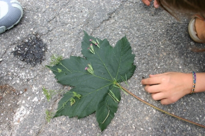 Clicca per vedere l'immagine alla massima grandezza
