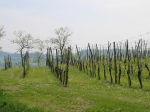 50km di romagna_25.04.2006_0109.jpg