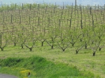50km di romagna_25.04.2006_0112.jpg