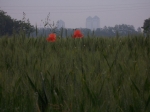 100_0461.jpg