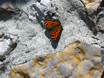 Clicca per vedere l'immagine alla massima grandezza