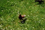 cento_2006_0044.jpg