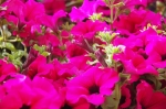 cento_2006_0097.jpg
