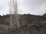 Nome del file=etna_06_0062.jpg
Dimensione del file=174KiB
Dimensioni=1024x768
Aggiunta il=07 Giu 2006 etna_06_0062.jpg