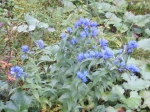 cimg0061.jpg
