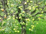 gravtoce_vco_2006_0195.jpg
