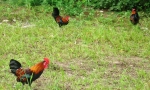 gravtoce_vco_2006_0229.jpg