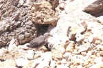 levanzo_06_0074.jpg