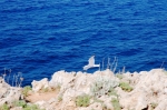 levanzo_06_0106.jpg