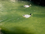seregno_martesana_2006_ 282.jpg