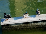 seregno_martesana_2006_ 287.jpg