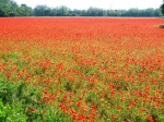 seregno_martesana_2006_ 306.jpg