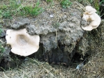 padova_vigiliagara_04.2006_0233.jpg
