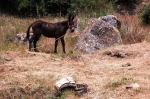 corrialia_gurfa_06_0085.jpg