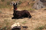 corrialia_gurfa_06_0086.jpg