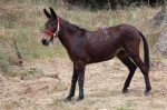 corrialia_gurfa_06_0087.jpg