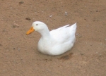 229.jpg