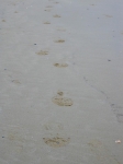 Tronto_2006_0305.jpg