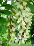 seregno_martesana_2006_ 040.jpg