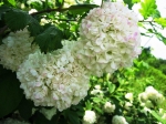 seregno_martesana_2006_ 049.jpg