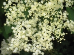 seregno_martesana_2006_ 051.jpg
