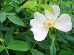 seregno_martesana_2006_ 133.jpg