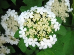 seregno_martesana_2006_ 135.jpg
