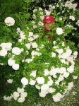 seregno_martesana_2006_ 164.jpg