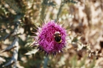 vendicari_06_0025.jpg