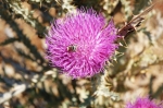 vendicari_06_0027.jpg