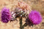 vendicari_06_0029.jpg