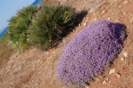 vendicari_06_0055.jpg