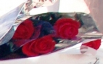 24oretermitana_2006_0601a.jpg