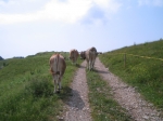 IMG_3727.JPG