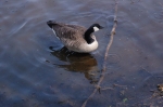 dsc_0113.jpg