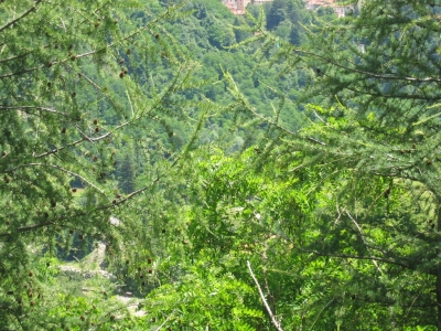 Clicca per vedere l'immagine alla massima grandezza
