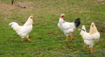 salso_TerreVerdiane_25.02.07__189.jpg