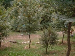 DSCF0065.jpg