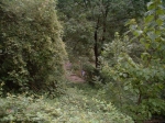 DSCF0066.jpg