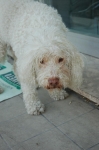 RimExt_100_0101.jpg