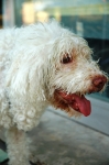 Filename=RimExt_100_0102.jpg
Filesize=137KiB
Dimensions=1024x1540
Date added=Aug 23, 2007 RimExt_100_0102.jpg