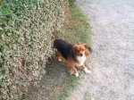 Foto_di_Fausto_Dellapiana_NC_Verdello0033.jpg